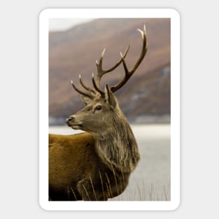 Red Deer Stag Sticker